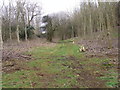 Track through younger trees below Edgehill Covert