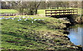 Footbridge in the linear park with seagulls