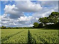 Farmland, Nuffield