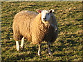 A sheep in Shillingford