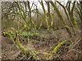 Mossy trees, Hollocombe Moor