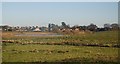 Geese on the Doxey Marshes