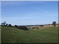 View towards Sladbottom Copse