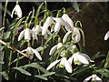 Snowdrops