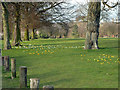 Crocuses, Eltham Park South