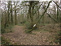 SS6210 : Hollocombe Wood by Derek Harper