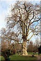 Plane Tree, Cedars Park, Cheshunt, Hertfordshire