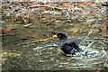 Blackbird (Turdus merula)