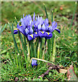 Iris reticulata