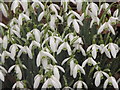 Snowdrops