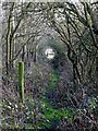 Tree tunnel near Greenside