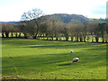 Field with tree-lined boundaries, Monkswood, near Usk