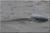 HP6514 : Stone on Norwick beach by Mike Pennington