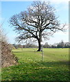 Path through Sefton Park