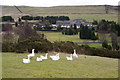 Geese near Moorside Grange Hotel