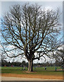 Tree, Dulwich Park