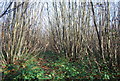 Footpath through the coppicing