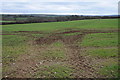 Arable field near Longstone