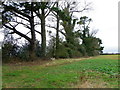 Hedgerow near Toyd Farm