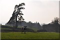 Mid Devon : Grassy Field & Cow