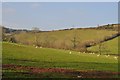 East Mere : Sheep Grazing