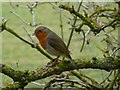 Robin on the Cuckoo Way