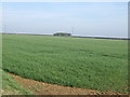 Farmland off Green Man Road