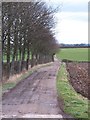 Tree lined track to High Brockholme