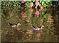 Ducks with hydrangeas in Middlewich, Cheshire