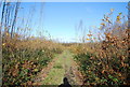 Footpath heading north