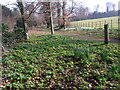 Early spring flowers on the Sherborne Estate