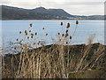 Hawkcraig and teasels