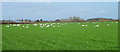 SU1410 : A field of swans, Harbridge by Maigheach-gheal