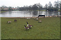 Geese at the Yachting Pool, Valley parkway, Bournville