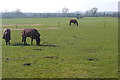 Horses at Lower Lodge Farm