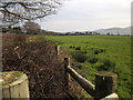 Pasture near Ebsleigh