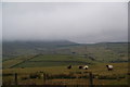 Sheep above Newchurch in Pendle