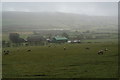 Sheep on a misty day