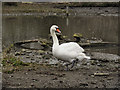 SO7104 : Mute Swan at Slimbridge by David Dixon