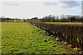 Hedge and fields