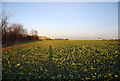 Beet field near Hoath