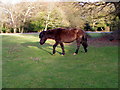SU2414 : New Forest pony Fritham by Maigheach-gheal