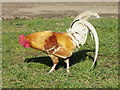 Cockerel, Home Farm