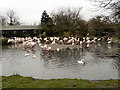 SO7104 : Greater Flamingos at Slimbridge by David Dixon