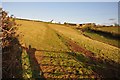 Mid Devon : Grassy Field