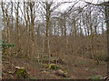 Woodland, Caprington Estate, Kilmarnock