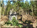 Hethfelton Wood, fallen tree