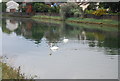 Swans on the River Orwell