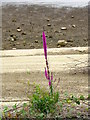 ST5410 : Purple Loosestrife (Lythrum salicaria) by Maigheach-gheal
