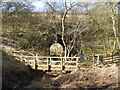 Path and stream go under the railway at Swinden Gill